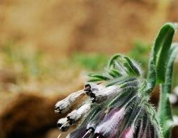 中药紫草性味归经 紫草的药性归经