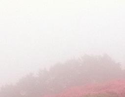 满山红的来源和功效（满山的功效与作用）