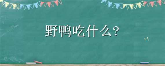 野鸭吃什么（野鸭吃什么能药晕）