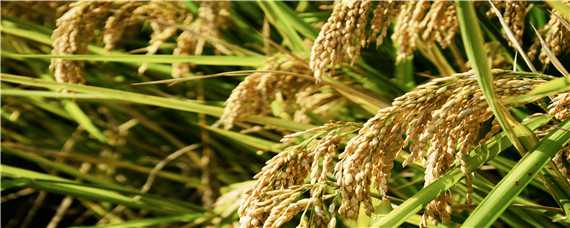 水稻一亩地能产多少斤 杂交水稻一亩地能产多少斤