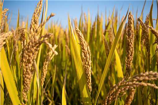 杂交水稻亩产量最高是多少（杂交水稻亩产量最高是多少斤）