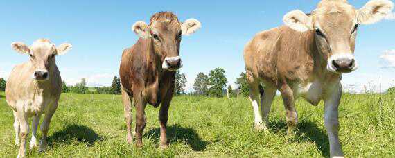 牛一天吃多少斤草料 一只牛一天吃多少斤草料