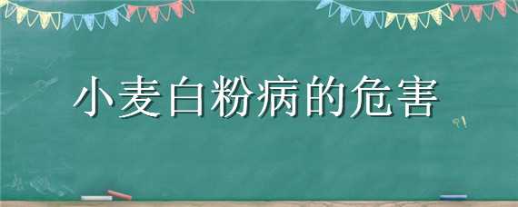 小麦白粉病的危害 小麦白粉病的危害症状