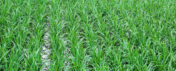 海水稻的特点 海水稻的特点的净光合速率