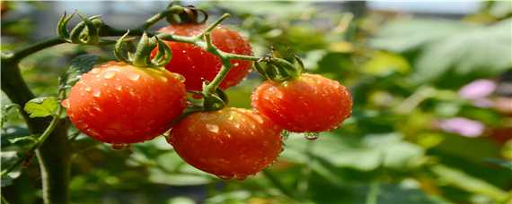 西红柿管理方法和过程