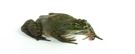 虎纹蛙和黑斑蛙的区别 虎纹蛙和黑斑蛙的区别图