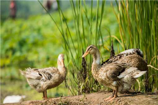 肉鸭养殖前景如何