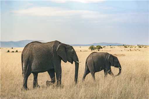 大象是几级保护动物 大象是几级保护动物在印度