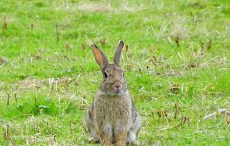 兔子地窝繁殖好处和弊端 地窝繁殖兔子的优点