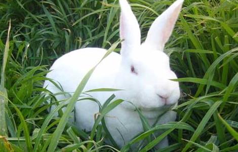 兔子的常见病认识及其防治 常见兔子的疾病和防治