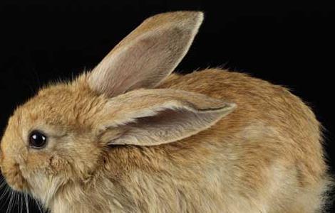 兔子不能长期吃蔬菜 兔子能长期吃蔬菜吗