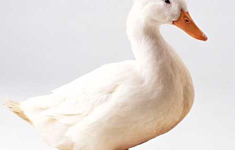 鸭子的性别分辨方法 怎样辨别鸭子的性别