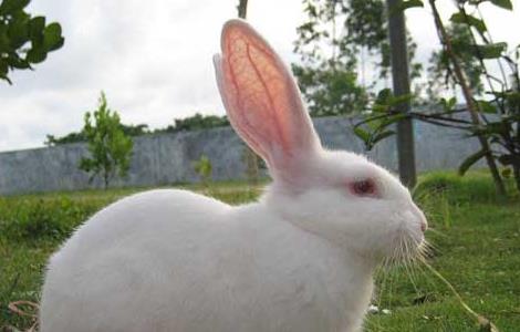 夏季兔子养殖管理技术 兔子养殖防病技术