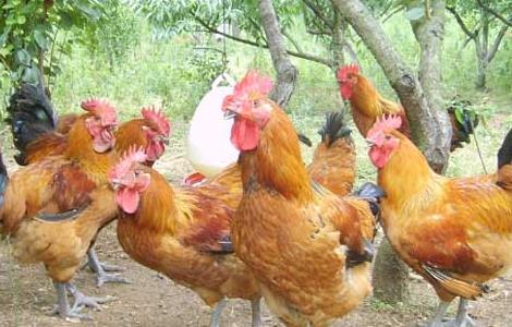 林下养鸡的优势在哪里 林下养鸡需要具备什么条件