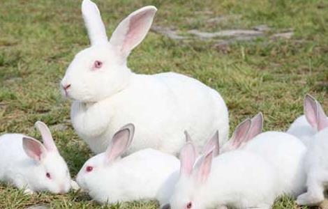 兔子的尾巴有什么作用 兔子的尾巴有什么作用一年级