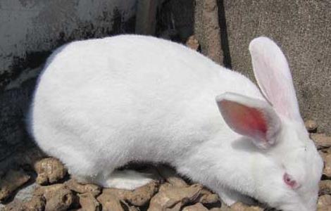 兔子怎么分公母 兔子怎么辨别公母图解