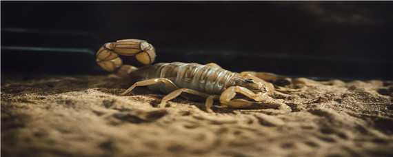 养殖蝎子的全过程 养殖蝎子知识大全