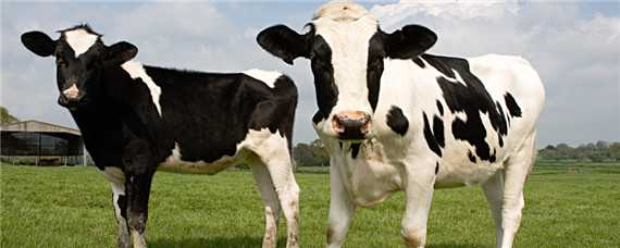 奶牛用药基本原则 奶牛用药基本原则包括