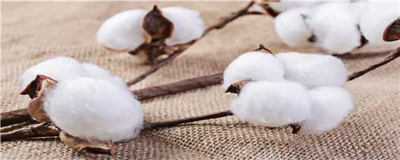 棉花生长的自然条件