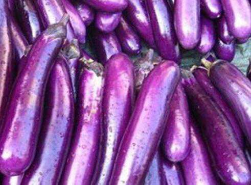紫茄子的功效与作用 紫茄子的功效与作用禁忌