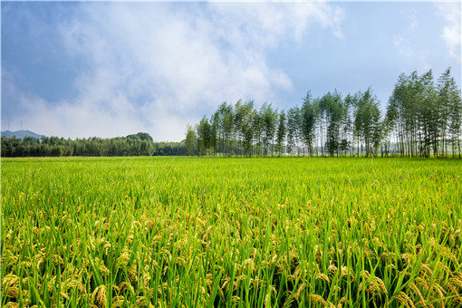 杂交水稻和转基因水稻的区别是什么（水稻的杂交技术与转基因的区别）