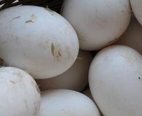 鹅蛋的营养价值 鹅蛋的营养价值及功效和禁忌