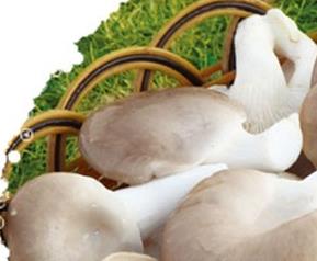 秀珍菇的功效与作用 秀珍菇的功效与作用及营养价值