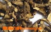 海狗肾的功效与作用 海狗肾的功效与作用吃法枸杞