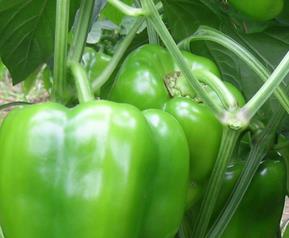 青椒的功效与作用 尖椒的功效与作用