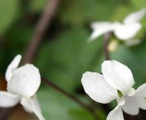 白花堇菜主要的营养价值 白花堇菜主要的营养价值是什么