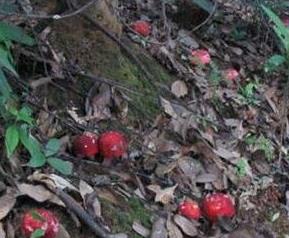 武夷山正红菇的功效和作用（武夷山红菇和云南红菇有什么区别）