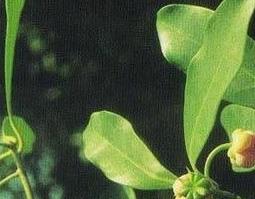 小茴香的功效 小茴香的功效与作用及禁忌