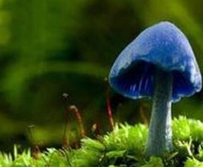 天蓝蘑菇的功效和作用（蓝蘑菇有什么用）