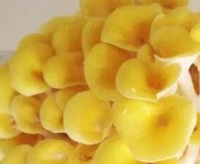 西藏黄金菇的功效和作用 黄金菇的功效与作用及食用方法