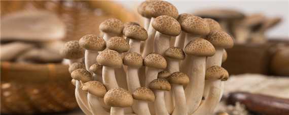 菌菇包可以反复出菇吗 菌菇包可以出几次菇