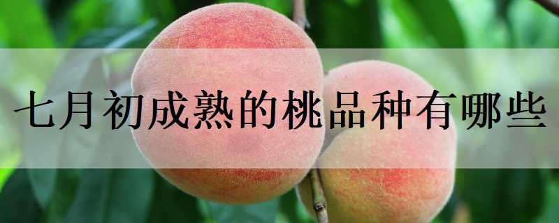 七月初成熟的桃品种有哪些 七月初成熟的桃品种有哪些图片