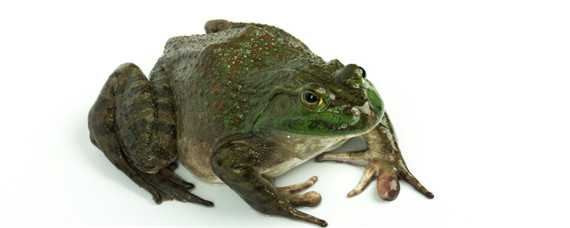 人工养殖的牛蛙有裂头蚴吗 人工养殖的牛蛙有裂头蚴吗图片