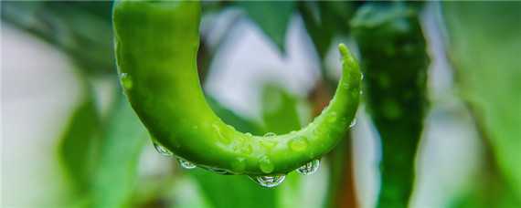 辣椒的种植需要什么肥料 辣椒的种植需要什么肥料和水