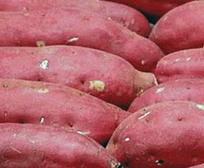 吃红薯的营养价值和好处 吃红薯的营养价值及功效与作用