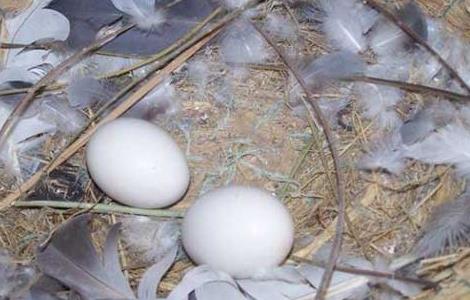 鸽子无精蛋增多的怎么办 鸽子蛋都是无精蛋怎么办