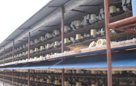 温室养殖大棚养殖鸽子的优点 温室养殖大棚养殖鸽子的优点和缺点