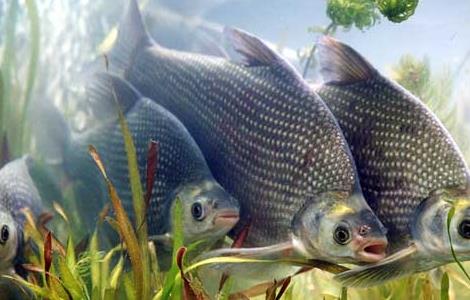 池塘主养鳊鱼的成本与产出利润 塘鲺鱼养殖的成本