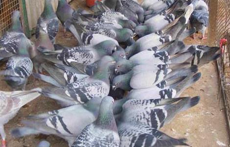 提高肉鸽繁殖率的方法 提高肉鸽繁殖率的方法有哪些