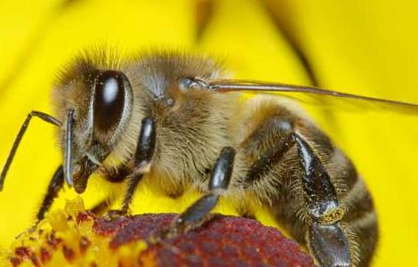 养蜂场养殖中蜂的优势（中蜂养殖效益）