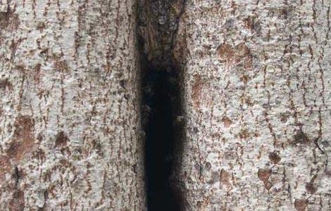 如何捕捉树洞里的野生蜜蜂 如何捕捉树洞里的野生蜜蜂视频