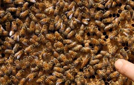 蜜蜂的发育