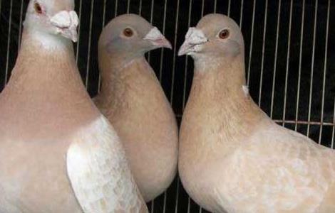鸽子养殖成本和利润 养鸽子的成本和利润养鸽子赚钱吗