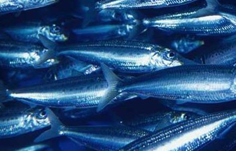 沙丁鱼能人工养殖吗 沙丁鱼有人工养的吗
