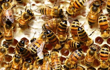 蜜蜂麻痹病防治方法 蜜蜂麻痹病防治方法是什么