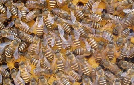 蜜蜂黑蜂病防治方法 蜜蜂黑孑病防治方法